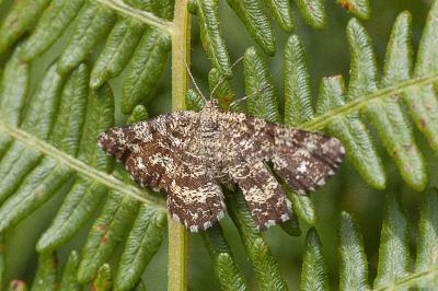 <i>Ematurga atomaria</i>