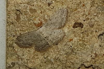 <i>Idaea seriata</i>