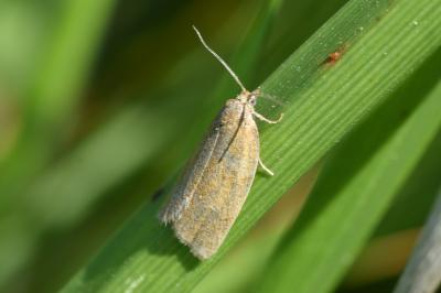 <i>Aphelia viburnana</i>