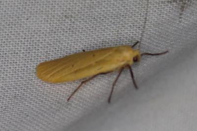 <i>Wittia sororcula</i>