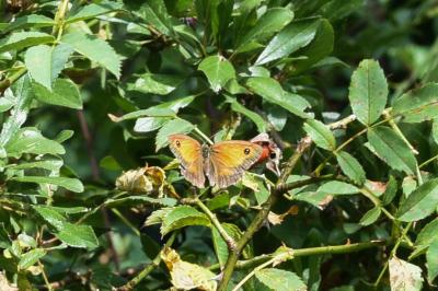 <i>Pyronia tithonus</i>