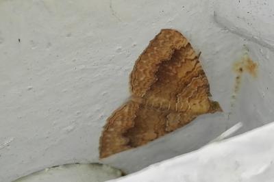 <i>Camptogramma bilineata</i>