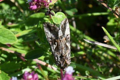 <i>Autographa gamma</i>
