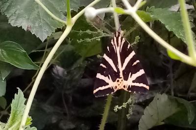 <i>Euplagia quadripunctaria</i>