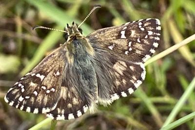 <i>Pyrgus armoricanus</i>
