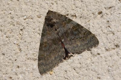 <i>Catocala elocata</i>