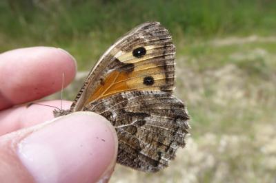 <i>Hipparchia semele</i>