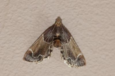 <i>Pyralis farinalis</i>