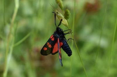 <i>Zygaena trifolii</i>