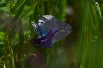 <i>Cyaniris semiargus</i>