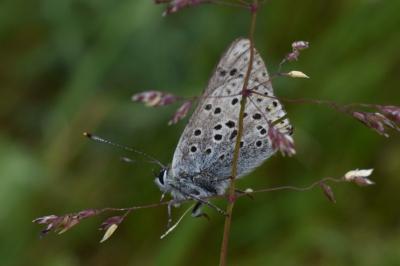 <i>Lycaena tityrus</i>