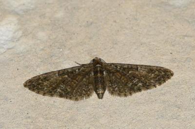 <i>Eupithecia abbreviata</i>