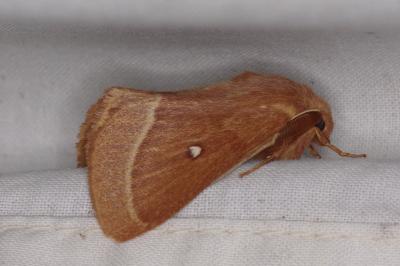 <i>Lasiocampa trifolii</i>
