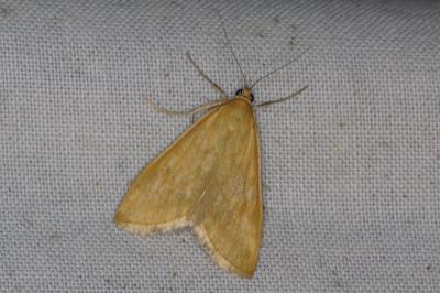 <i>Sitochroa verticalis</i>