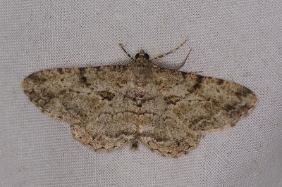 <i>Peribatodes rhomboidaria</i>