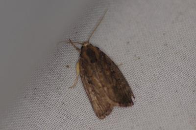 <i>Proxenus hospes</i>