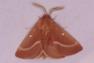 <i>Lasiocampa trifolii</i>