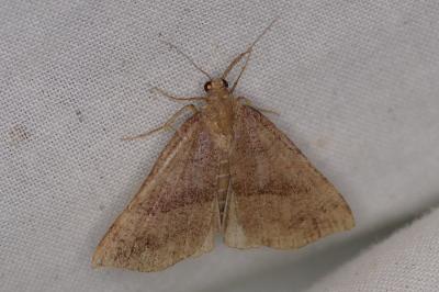 <i>Hypena proboscidalis</i>