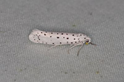 <i>Yponomeuta</i>