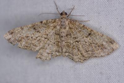 <i>Peribatodes rhomboidaria</i>