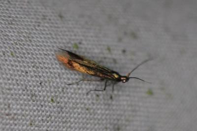 <i>Coleophora</i>