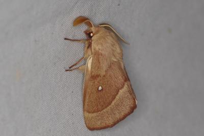 <i>Lasiocampa trifolii</i>