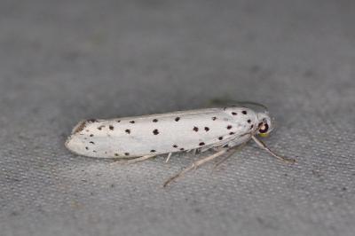 <i>Yponomeuta</i>