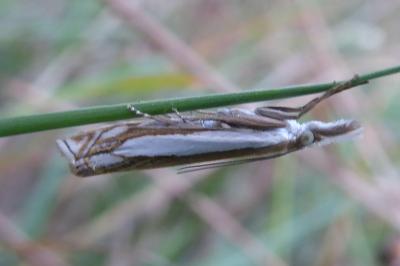 <i>Crambus pascuella</i>