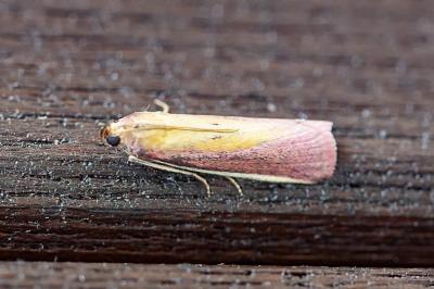 <i>Oncocera semirubella</i>
