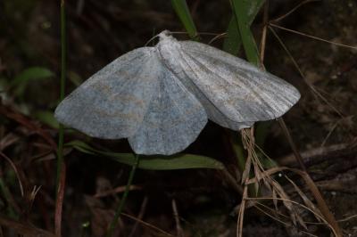 <i>Cabera exanthemata</i>