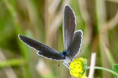 <i>Cupido alcetas</i>