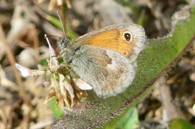 <i>Coenonympha pamphilus</i>