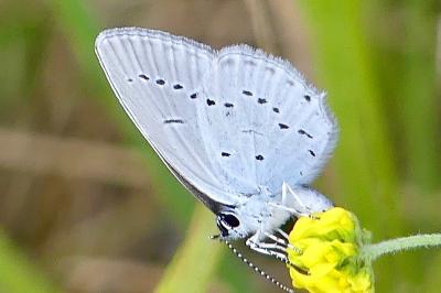 <i>Cupido alcetas</i>