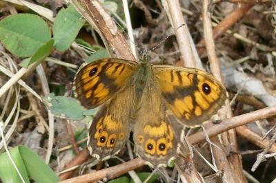 <i>Lasiommata megera</i>