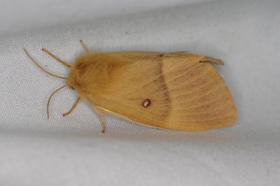 <i>Lasiocampa quercus</i>