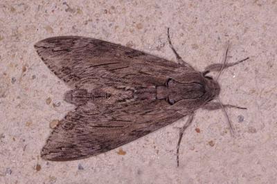 <i>Agrius convolvuli</i>