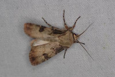<i>Agrotis puta</i>