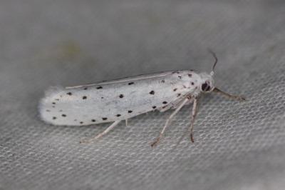 <i>Yponomeuta</i>
