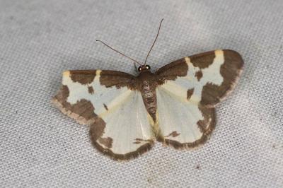 <i>Lomaspilis marginata</i>