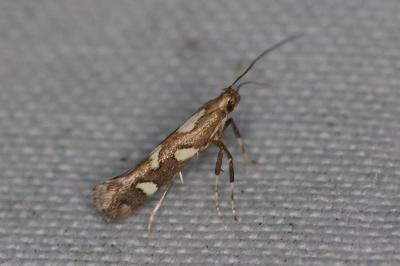 <i>Calybites phasianipennella</i>