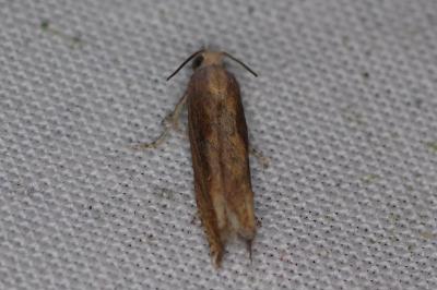 <i>Eucosma obumbratana</i>