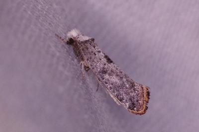 <i>Paraswammerdamia albicapitella</i>