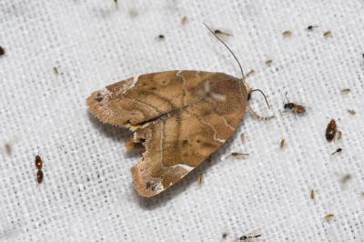 <i>Cosmia affinis</i>