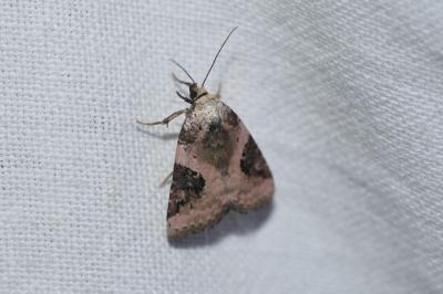 <i>Pseudeustrotia candidula</i>