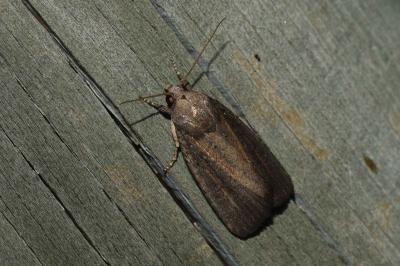 <i>Proxenus hospes</i>