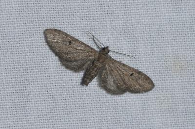 <i>Eupithecia</i>