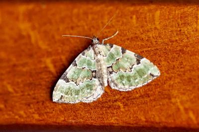 <i>Colostygia pectinataria</i>
