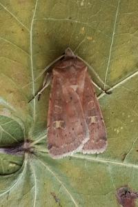 <i>Xestia xanthographa</i>