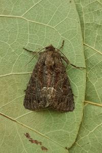 <i>Thalpophila matura</i>