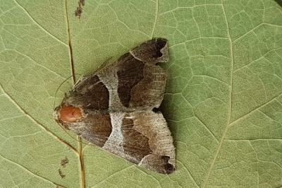 <i>Dysgonia algira</i>